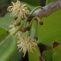 Manilkara hexandra (Roxb.) Dubard
